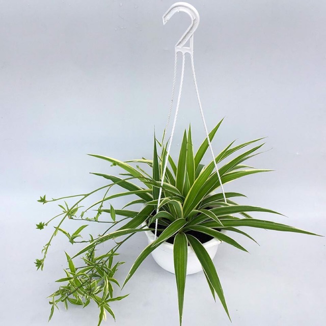 Cây Lan Chi - cỏ nhện - 1 cây cả chậu treo như hình