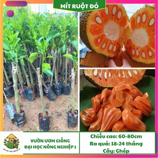 Cây giống mít ruột đỏ, sơ đỏ indo lá bầu F1, cây mít ruột đỏ cao 70cm-90cm, giống mít ruột đỏ indo học viện nông nghiệp