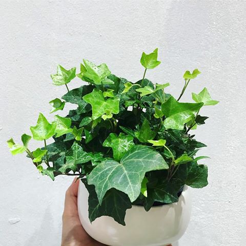 Hạt Giống Dây Thường Xuân  -