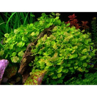 Rau má nhật thủy sinh - dễ trồng