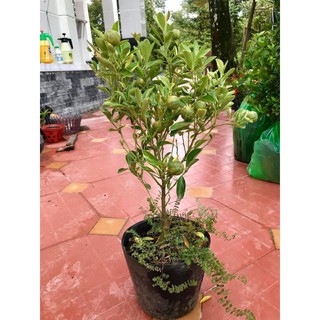 Cây tắc cẩm thạch ( cây quất cẩm thạch ) - 1 cây