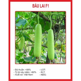 Hạt giống Bầu SAO Lai (5 hạt) hạt chất lượng