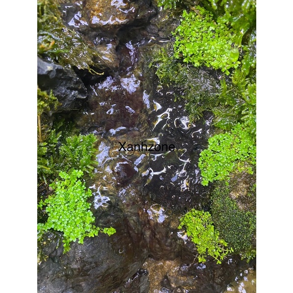 rêu trân châu ngọc trai lá cạn.
