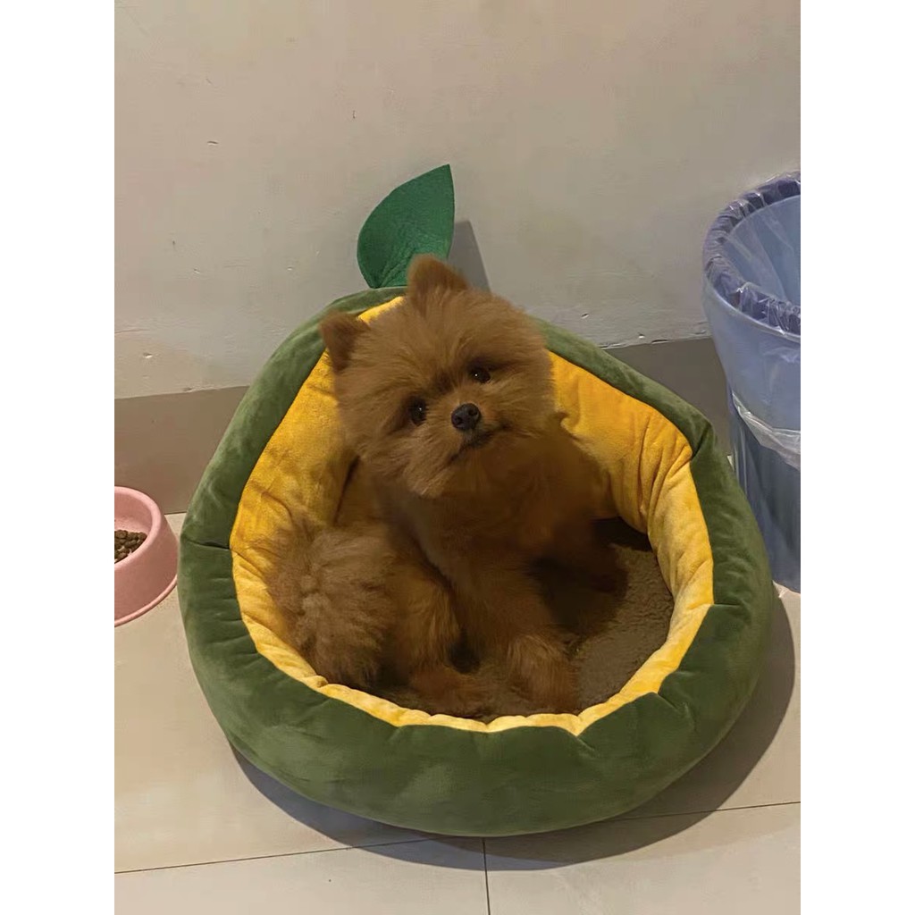 Tổ Thú Cưng Hình Quả Bơ - Pidan [CHÍNH HÃNG]