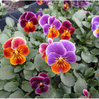 20h - HẠT GIỐNG HOA BƯỚM PANSY