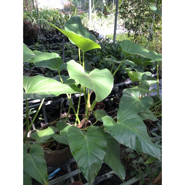 Cây đại hoàng Phú