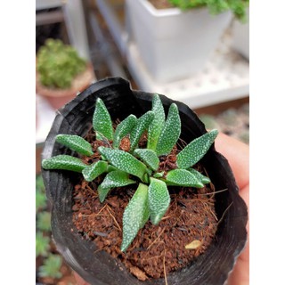 Sen Đá Cỏ Ngọc Sừng