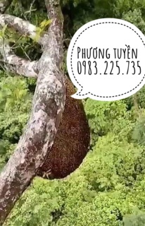 Mật ong rừng kbang