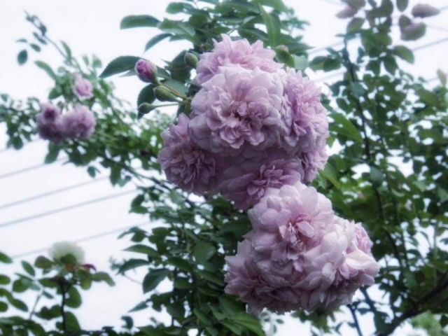 Hồng leo Rainy Blue