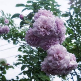 Hồng leo Rainy Blue(tặng kèm phân bón)