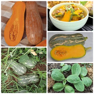 10 Hạt giống bí ngô mật