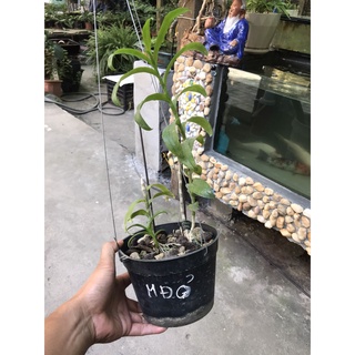 giò hoa lan phi điệp mắt đỏ hòa bình
