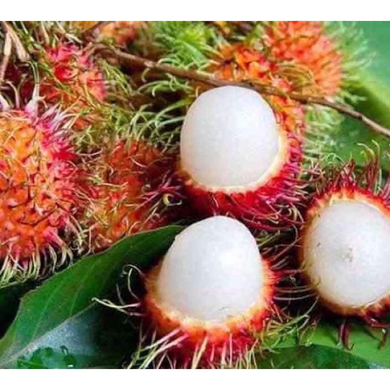 cây chôm chôm Thái giống siêu sớm
