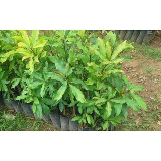 Combo 2 sứ con, 1 chanh tứ quý, 1 khế ngọt, 1 cóc thái, 1 vú sữa tím, 1 lộc vừng, 4 hoa giấy giống