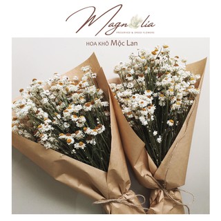 Hoa bất tử 💗FREESHIP💗 Hoa khô cúc Ammobium trang trí phòng ngủ