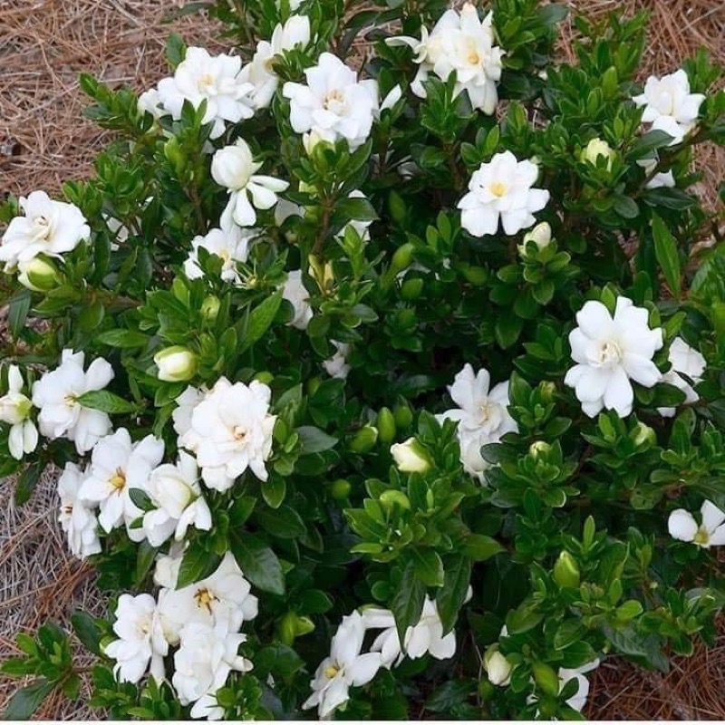 CÂY BẠCH THIÊN HƯƠNG cao 60-70 cm