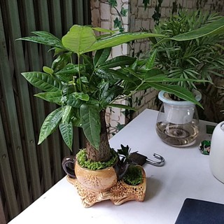 Cây Kim Ngâm Ấm Trà