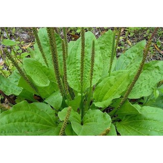 Cây mã đề (cây giống) h3