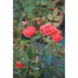 [Cây giống hoa] Hồng bụi Chùm Son - DINH DƯỠNG TỰ NHIÊN Shop