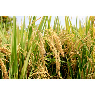 1kg NẾP THÁI DẺO THƠM