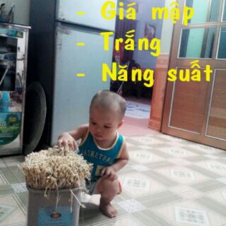 Thiết bị làm giá sạch đa năng (làm giá + muối dưa cà...)