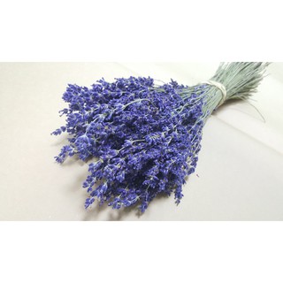Bó Hoa Khô Oải Hương Lavender (Nhập Khẩu Pháp)_Sỉ_Lẻ