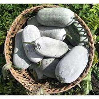 Hạt giống bí đao phấn trắng nhập thái lan nguyên gói