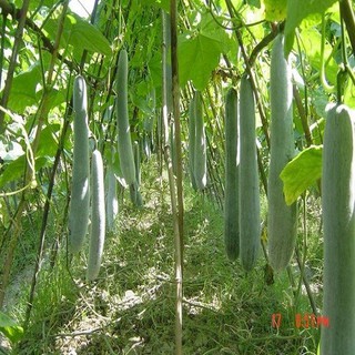 Hạt giống bí xanh dài ( bí đao xạnh bí sặt ) 20 hạt