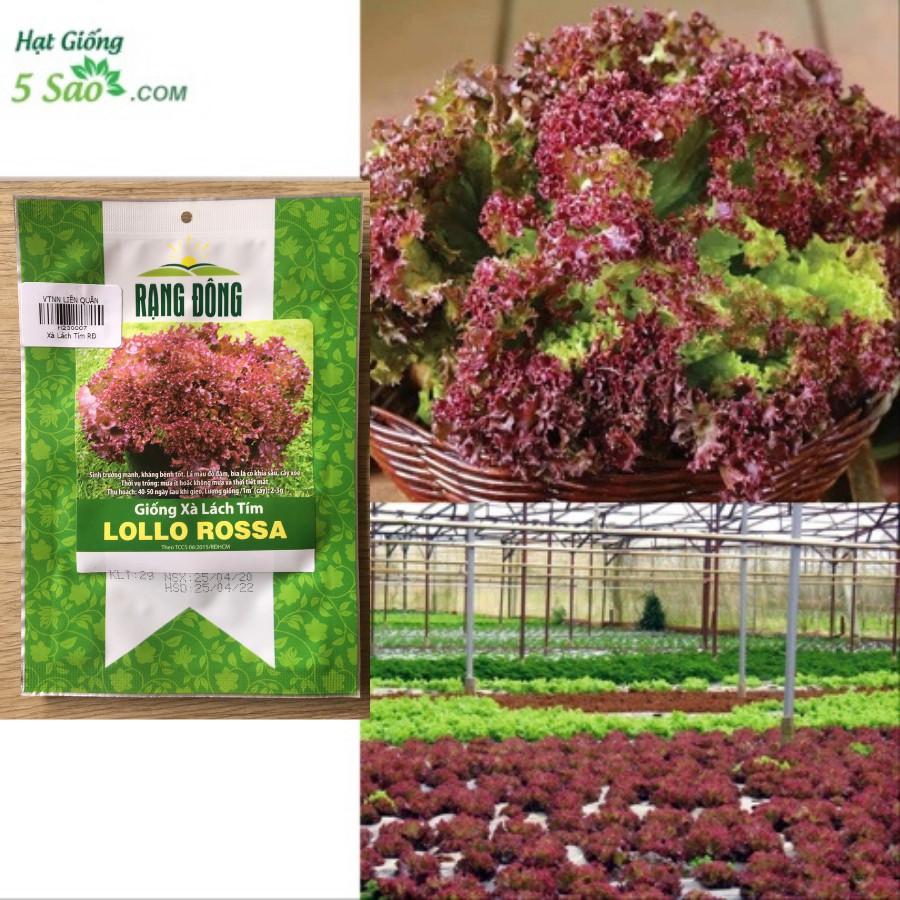Hạt Giống Xà Lách Tím Lollo Rossa