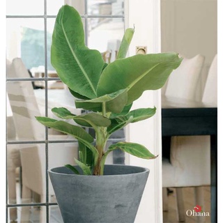 CÂY GIỐNG CHUỐI CẢNH MINI  - (TRỒNG CHẬU LÀM TIỂU CẢNH TRONG NHÀ )