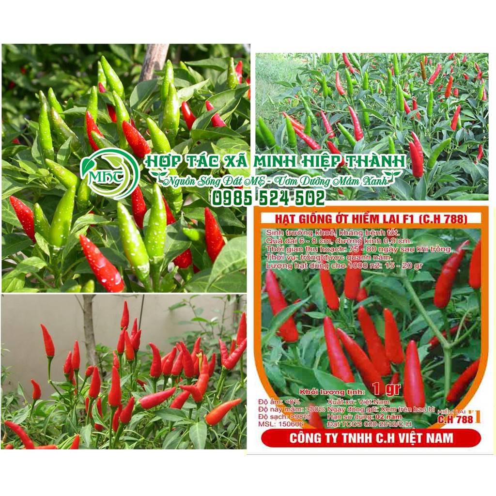 Hạt giống ớt hiểm lai (ớt chỉ thiên)