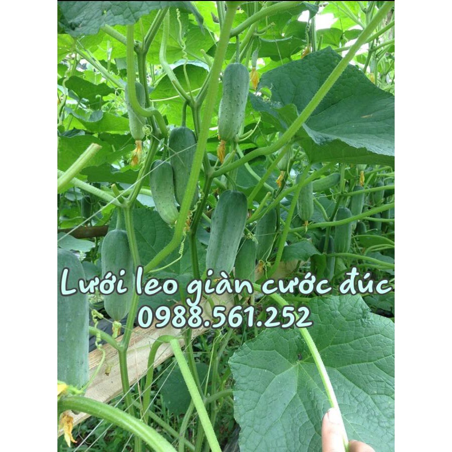 Lưới leo giàn cao 1.5m, dài 120m  - giàn dưa chuột, cây leo giàn, giăng hoa, khổ qua, chanh leo, mướp - trồng rau đô thị