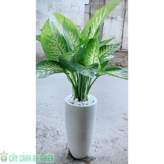 Chậu cây vạn niên thanh lớn