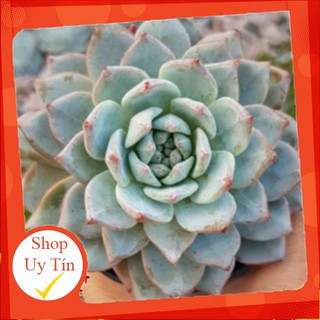 sen đá Chim xanh trung🍏 |FREESHIP| 🔥 XỨ NÓNG, ĐÃ THUẦN KHÍ HẬU, KHOẺ ĐẸP 🍏 LỖI 1 ĐỔI 1