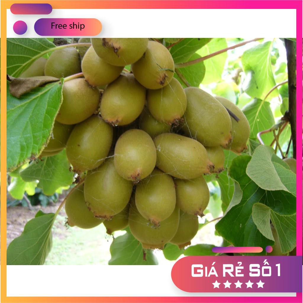 HẠT GIỐNG QUẢ KIWI 30 HẠT LUCKY.VN