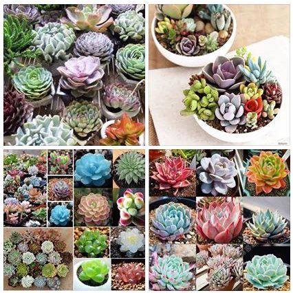 HẠT GIỐNG SEN ĐÁ MIX ĐÃ KÍCH MẦM Các loại Cây mọng nước trong nhà có màu xanh dương / xanh lá cây sống trong