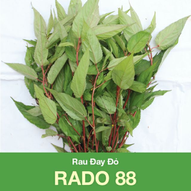 Hạt giống rau đay đỏ