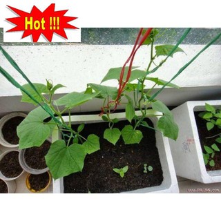GÓI 10 hạt giống dưa chuột bao tử