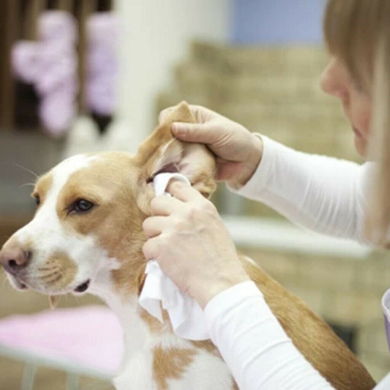 Bột vệ sinh làm sạch tai HIPIDOG chuyên dụng cao cấp cho thú cưng