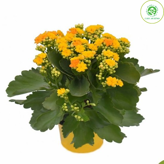 Cây sống đời kép - cây phong thủy để bàn