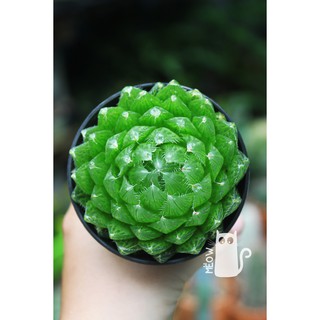 CÂY HAWORTHIA COOPERI VAR PICTURATA