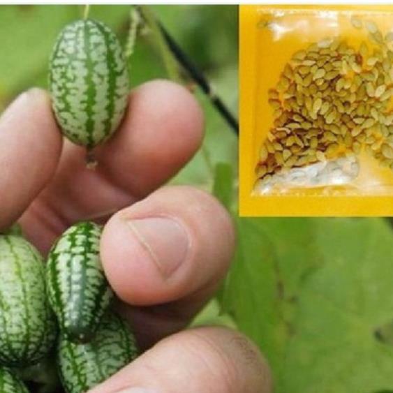 Hạt giống dưa hấu tí hon- dưa hấu mini