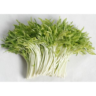 Hạt giống mầm rau muống Indonesia - 100g_ Thế Giới Rau Mầm_thegioiraumam.com