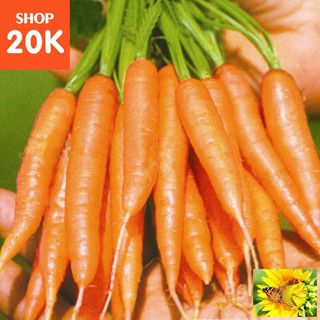Hạt giống Cà rốt tí hon
