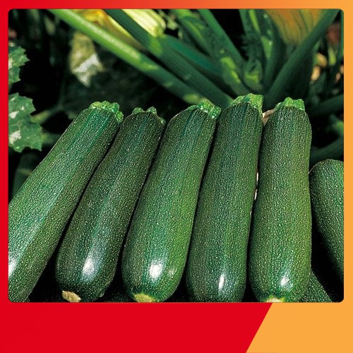 Hạt Giống Bí Ngòi Xanh F1