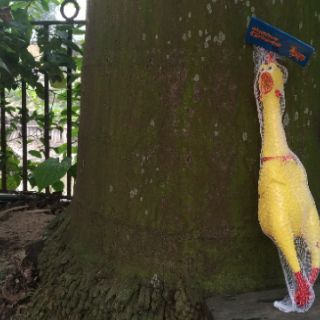 Gà bóp kêu Shrilling chicken 41cm