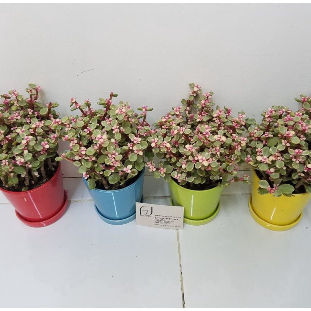 20 Hạt Giống Sen Đá Anh Đào Chịu Nhiệt Chịu Hạn Tốt  - Tặng kèm hạt hướng dương lùn + thuốc kích mầm rễ