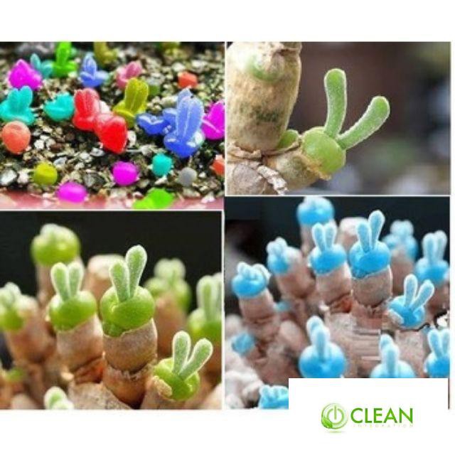 Hạt gióng cây tai thỏ mix màu 20 hạt