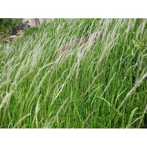 1Kg Rễ cỏ tranh khô