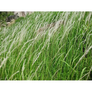 1Kg Rễ cỏ tranh khô dùng làm nước mát